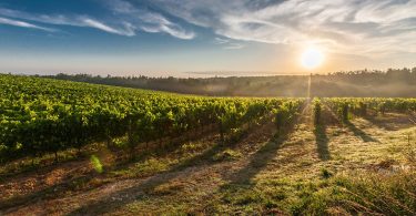 Cultura e Gastronomia. I Sapori dell’autunno lucano